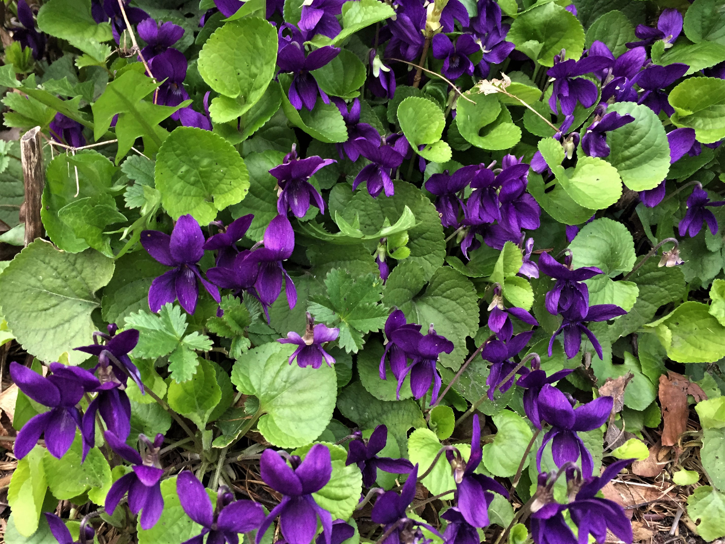 wild violets